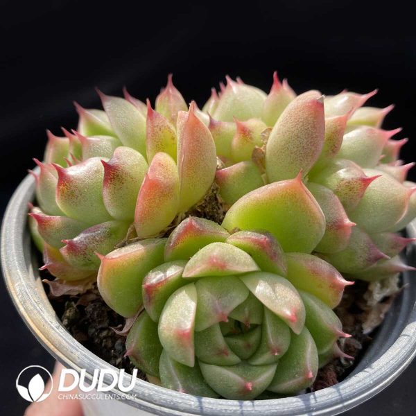 Echeveria Malgan Clustering - Image 2