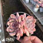 Echeveria Icy Double Heads - Image 2