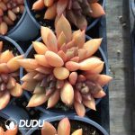 Echeveria Golden Ivory Clustering - Image 2