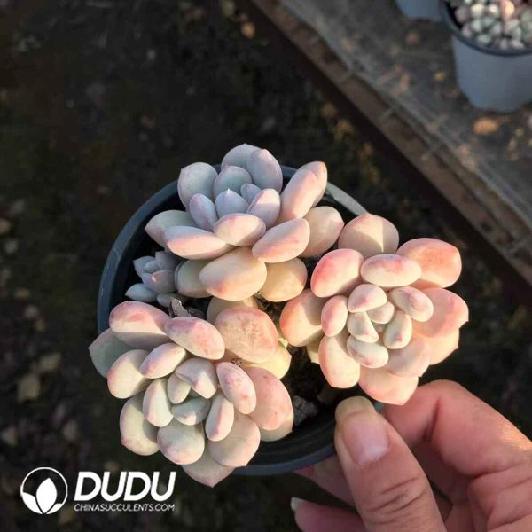 Echeveria Wire Drawing Rain Clustering - Image 2