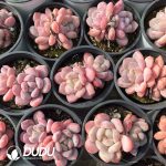 Echeveria Orange Double Heads - Image 2