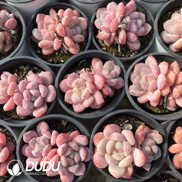 Echeveria Orange Double Heads - Image 2