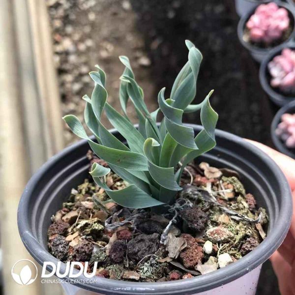 Albuca Species - Image 2