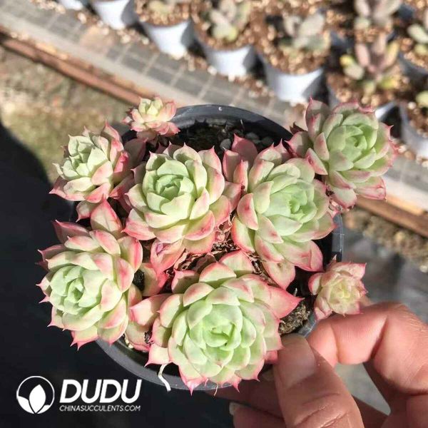 Echeveria Lime Chili Variegated Clustering - Image 2