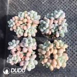Pachyphytum Xiangyu Clustering - Image 2