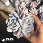 Echeveria Monroe Monstrose Double Heads - Image 2