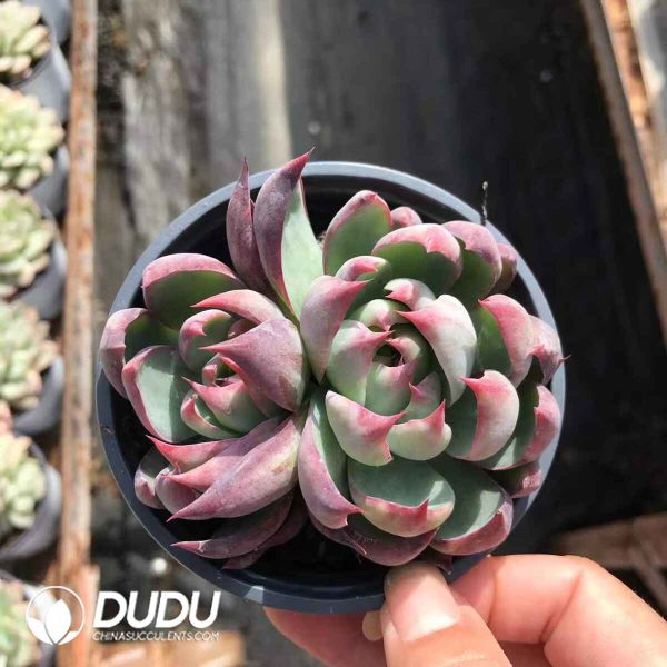 Echeveria Agavoides Casio Double Heads - Image 2