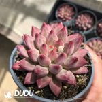 Pachyphytum Red Poppy Beauty - Image 2