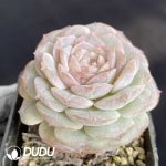 Echeveria Pure Love - Image 2