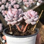 Echeveria Yu Furong Clustering - Image 2