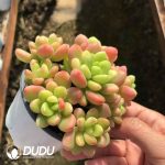 Sedum Yellow Lemon Clustering - Image 2
