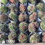 Pachyphytum Phantom Beauty Clustering - Image 2