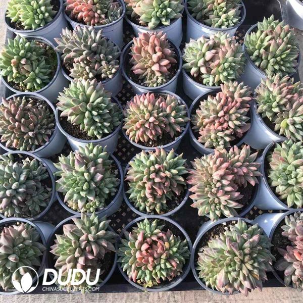 Pachyphytum Phantom Beauty Clustering - Image 2