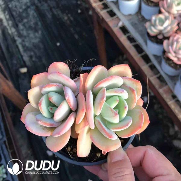 Echeveria White Moonlight Double Heads - Image 2