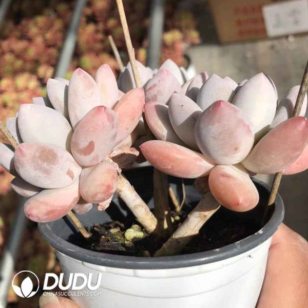 Graptopetalum New Perfume Clustering - Image 2