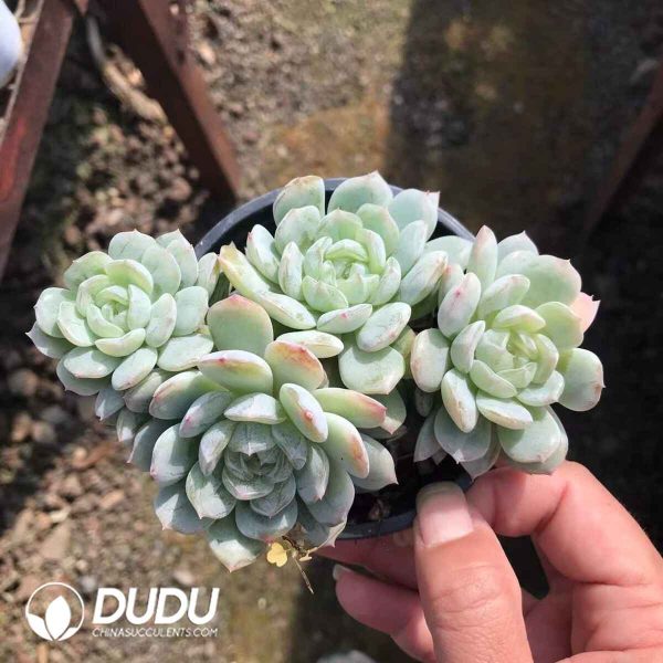 Echeveria White Love Clustering - Image 2