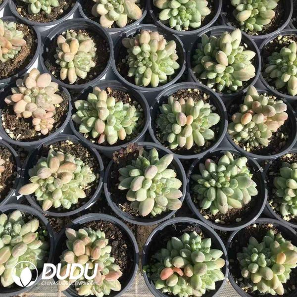 Pachyphytum Green Heart Beauty Clustering - Image 2