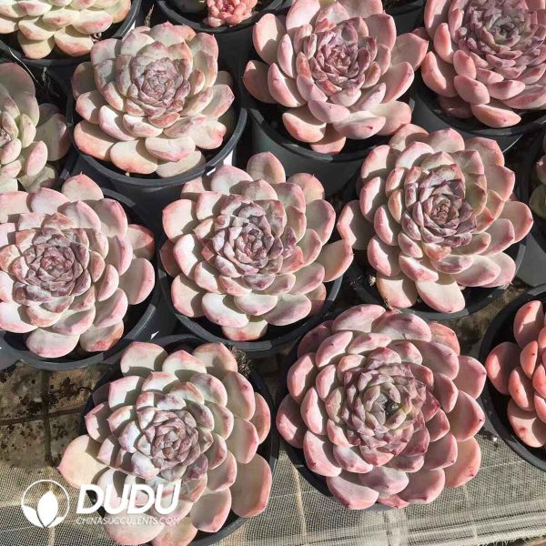 Echeveria Ice Soul - Image 2