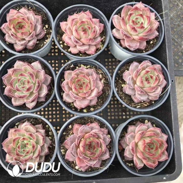 Echeveria Daredevil - Image 2