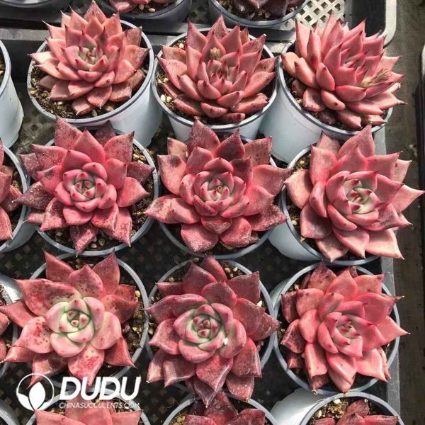 Echeveria Romeo Rubin x Ebony - Image 2