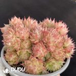 Echeveria White Peach Bubbles Clustering - Image 2