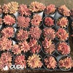 Echeveria Crystal Ball Clustering - Image 2