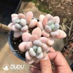 Pachyphytum Jenny Beauty Clustering - Image 2