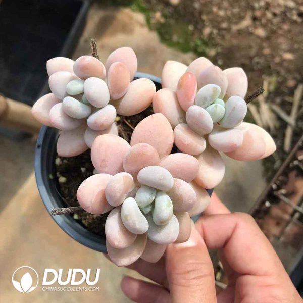 Pachyphytum Jenny Beauty Clustering - Image 2