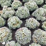 Echeveria Ivory - Image 2