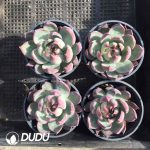 Echeveria Agavoides Casio - Image 2