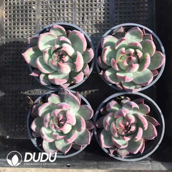 Echeveria Agavoides Casio - Image 2