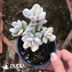 Cotyledon Orbiculata cv Variegated - Image 2