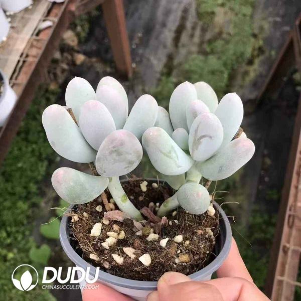 Pachyphytum Miko Milk Double Heads - Image 2
