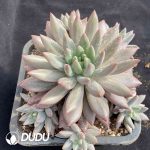 Pachyphytum Crystal Ball Clustering - Image 2
