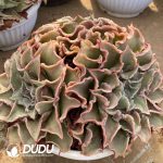 Echeveria Madiba Clustering - Image 2