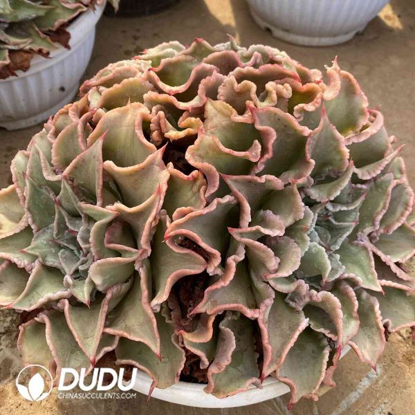 Echeveria Madiba Clustering - Image 2