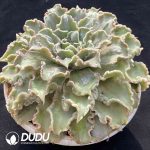 Echeveria Madiba - Image 2