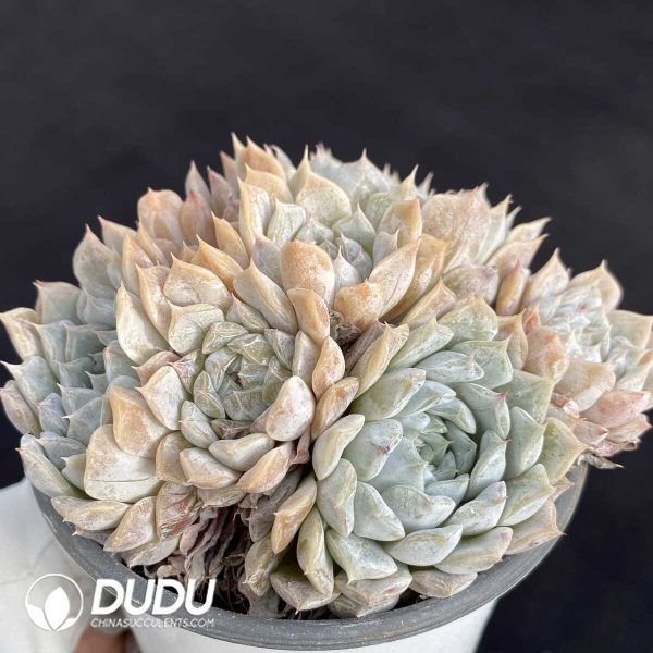 Echeveria Marry Bell Clustering - Image 2