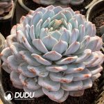 Echeveria Monroe - Image 2