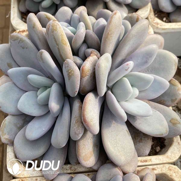 Echeveria Lala Milk Clustering - Image 2