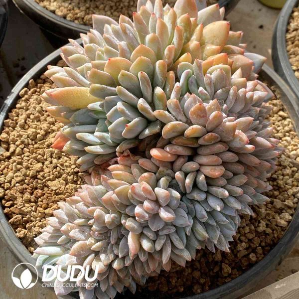 Echeveria Orange Monroe Cristata - Image 2