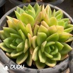 [RTS]Echeveria Cuihua Clustering - Image 2