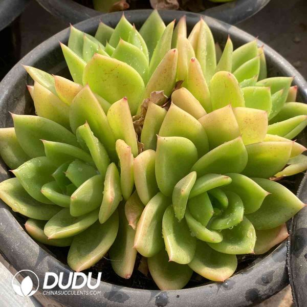 [RTS]Echeveria Cuihua Clustering - Image 2