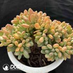 Pachyphytum Fresh Beautiful Woman Cristata - Image 2