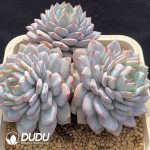 [RTS]Echeveria Star Orange Clustering - Image 2