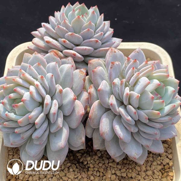 [RTS]Echeveria Star Orange Clustering - Image 2