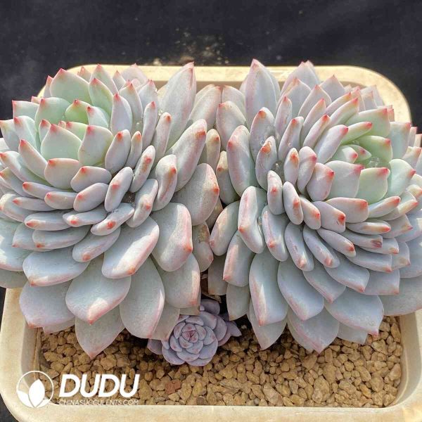 [RTS]Echeveria Star Orange Double Heads - Image 2