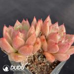 Echeveria Clear Sky Double Heads - Image 2