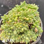 Pachyphytum Chiyoda Cristata - Image 2