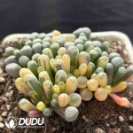 Fenestraria Aurantiaca Variegated Clustering - Image 2